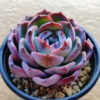 ダークオパール,多肉植物,北海道タニラー,ベランダの画像