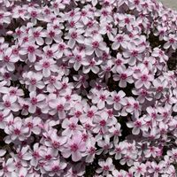 小さな庭,玄関アプローチの画像