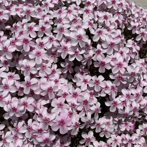 小さな庭,玄関アプローチの画像