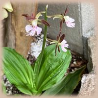 エビネ,花のある暮らしの画像