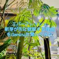 エバーフレッシュ,ワイルド,森林浴,熱帯植物,癒しの空間の画像