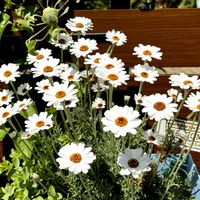 フロックス,フロックス,ローダンセマム,ローダンセマム・アフリカンアイズ,ローダンセマム・アフリカンアイズの画像