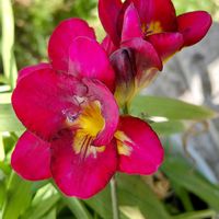 フリージア,フリージア,いい香り,カラフルの画像