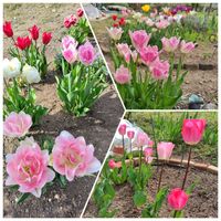 お庭作り中,春色チュ！チューリップ♡,広い庭の画像