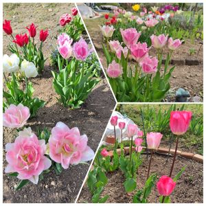 お庭作り中,春色チュ！チューリップ♡,広い庭の画像
