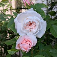 バラ,バラ,ガーデニング,花のある暮らし,バラのある暮らしの画像