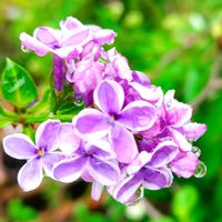 クローバー,シロツメクサ,ネメシア,ライラック,ライラックの画像