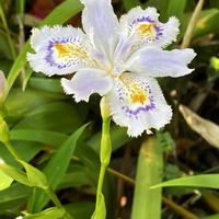 シャガ,シャガ,実家周辺,いいねをありがとうございます¨̮♡︎,GSのみなさんに感謝♡︎ʾʾの画像