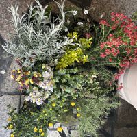 クンシラン,ネメシア,ロータス コットンキャンディ,花ほたる,カーペットかすみ草の画像