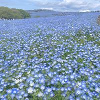 ネモフィラ,ありがとう♡,ひたち海浜公園,優しい気持ち,happy♡の画像