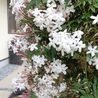 ハゴロモジャスミン,白い花,モクセイ科の画像