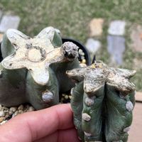 ユーフォルビア属,発根！,発芽☆,アロエ原種,アロエ  ハイブリッドの画像