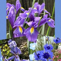 ヤグルマギク,ヤグルマギク,スパニッシュ・ブルーベル,スパニッシュ・ブルーベル,ダッチ・アイリスの画像