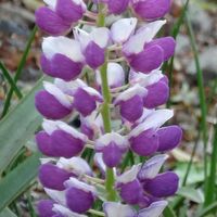 ルピナス,ホワイト,大好きな花,風の中,ヒカリの画像