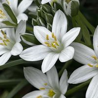 オーニソガラム,オーニソガラム,花のある暮らし,お花を楽しむ,植物大好きの画像