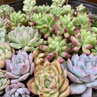 乙女心,天使の雫,ブルーバード,エレガンス,多肉植物いろいろの画像