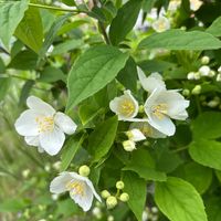 金魚草,斑入りコデマリ,梅花空木（バイカウツギ）,いわやつで(丹頂早),可愛いの画像