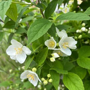 金魚草,斑入りコデマリ,梅花空木（バイカウツギ）,いわやつで(丹頂早),可愛いの画像