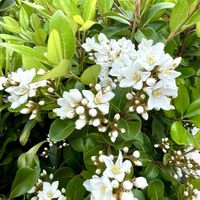 シャリンバイ,ヒトツバタゴ(別名ナンジャモンジャ)の画像