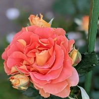 薔薇,バラ ブラスバンド,薔薇ブラスバンド,ガーデニング,花のある暮らしの画像
