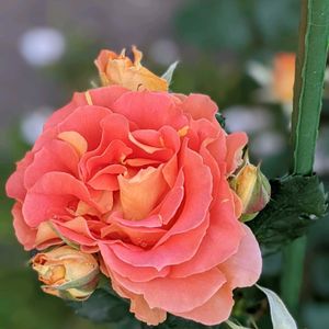 薔薇,バラ ブラスバンド,薔薇ブラスバンド,ガーデニング,花のある暮らしの画像