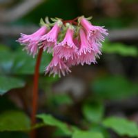 イワウチワ,イワカガミ,イワカガミ（岩鏡）,山野草,ピンクの花の画像