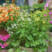 ヒューケラ,ヒューケラスノーウィーパンキー,ヒューケラ　ウィンターベリー,ハルディン,PRの画像