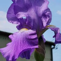 ジャーマンアイリスの画像