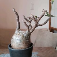 パキポディウム・グラキリス,パキポディウムグラキリス現地球,塊根植物,開花,パキポディウム属の画像