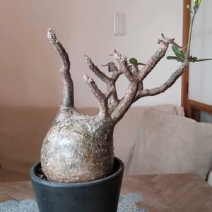 パキポディウム・グラキリス,パキポディウムグラキリス現地球,塊根植物,開花,パキポディウム属の画像