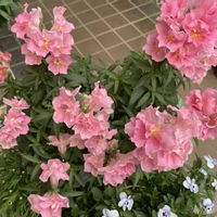 おうち園芸,元気に育ててますよ,#植物のある暮らしキャンペーン,玄関アプローチの画像