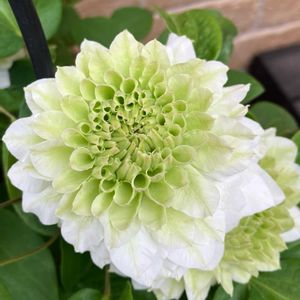 クレマチス,クレマチス　こはな,ガーデニング,ナチュラルガーデン,クレマチス 鉢植えの画像