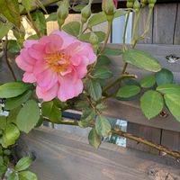 つるバラ コーネリア,かわいい,グランドカバー,マイガーデン,つるバラの画像