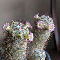 サボテン,多肉植物,マミラリア属,かわいい♡,小さなお花の画像