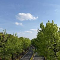 ジャーマンアイリス,花散歩,新緑の季節,季節の花を楽しむ,キュンキュン乙女倶楽部の画像