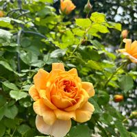 ガーベラ,薔薇　ラベルポー,河本ローズ,ばら バラ 薔薇の画像