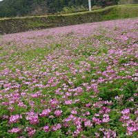 エビネ,レンゲソウ,山野草,今日のお花,お出かけ先の画像