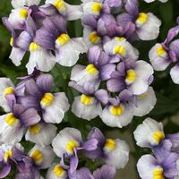 クレマチス,ネメシア,パンジー,寄せ植え,鉢植えの画像