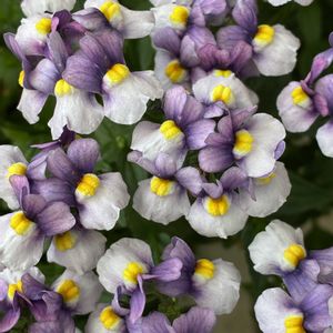 クレマチス,ネメシア,パンジー,寄せ植え,鉢植えの画像