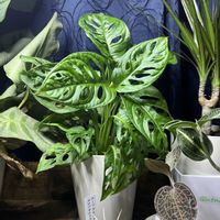 マドカズラ,おうち園芸,リビング・ダイニングの画像