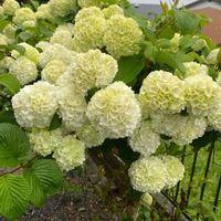 オオデマリの画像