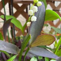 可憐,花のある暮らし,憧れの花,　白い花,ピンクも欲しいの画像