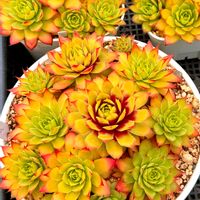 センペルビウム　ゴールドナゲット,センペルビブム,センペルビウム属,神奈川タニラーの画像