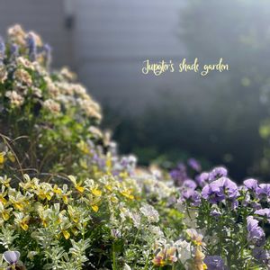 パンジー・ビオラ,ナチュラルガーデン,ジャンクガーデン,シェードガーデン,ビオラ・パンジーの画像