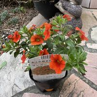 カリブラコア,あふれ咲きカリブラコア,カインズの画像