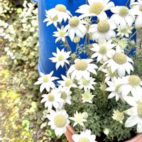 フランネルフラワー,ふんわり,狭い庭,バリィのお花,小さな庭の画像