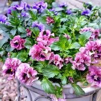 パンジー・ビオラ,ビオラ,マリア,バロータ,ビオラ・ビビ・ヘブンリーブルーの画像