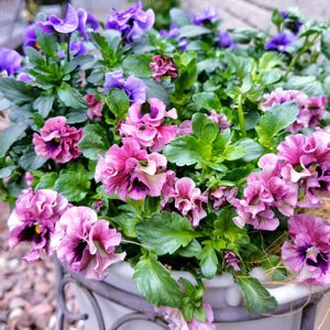 パンジー・ビオラ,ビオラ,マリア,バロータ,ビオラ・ビビ・ヘブンリーブルーの画像