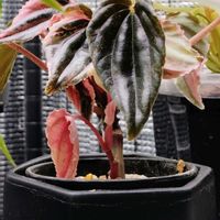 ペペロミア,ペペロミア ニューピンクレディ,ピンクレディ,ペペロミア ピンクレディ,ピンクの画像