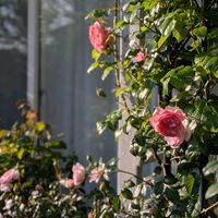 ムンステッドウッド,ムンステッドウッド,ストロベリーヒル,ストロベリーヒル,ガーデニングの画像